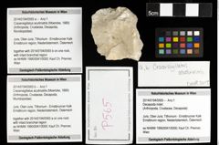 Foto (Objekt + Etiketten) von Cracensigillatus acutirostris (Moericke, 1889) 